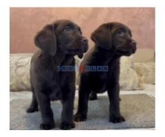 Čokoladni i crni štenci Labrador Retrievera