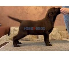 Čokoladni i crni štenci Labrador Retrievera