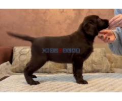 Čokoladni i crni štenci Labrador Retrievera - Fotografija 3/4