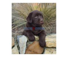 Labrador retriver čokoladni štenci na prodaju - Fotografija 4/6