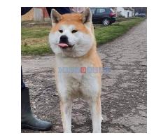 Akita Inu, ženka Aiko na poklon - Fotografija 3/5