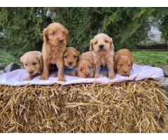 Labradoodle prelepi štenci