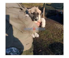 Turski kangal,prvobirano žensko štene - Fotografija 4/5