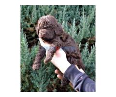 Lagotto Romagnolo štenci