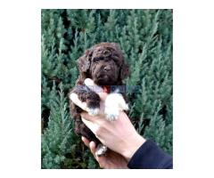 Lagotto Romagnolo štenci