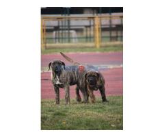 Presa Canario štenci - Fotografija 4/6