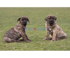 Presa Canario štenci - Fotografija 5/6