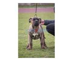 Presa Canario štenci - Fotografija 6/6