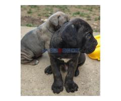 Štenci cane corso