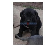 Štenci cane corso - Fotografija 4/6