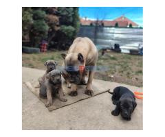 Štenci cane corso - Fotografija 5/6