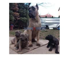 Štenci cane corso - Fotografija 6/6