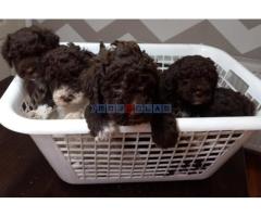 Stenci Lagotto Romagnolo