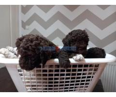 Stenci Lagotto Romagnolo