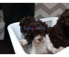 Stenci Lagotto Romagnolo