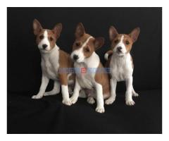 BASENJI