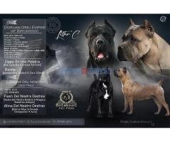 Cane corso štenci