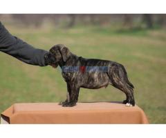 Cane corso štenci