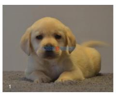 Labrador retriver