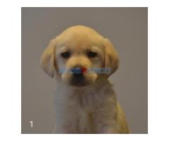 Labrador retriver