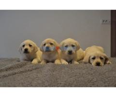 Labrador retriver - Fotografija 5/6