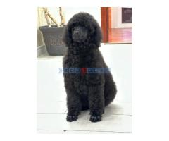 Štenci standard poodle - Fotografija 4/5