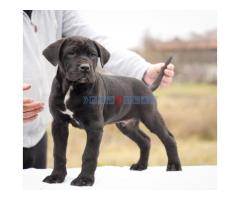 Cane Corso štenci