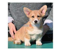 Velški korgi/Welsh Corgi Pembroke