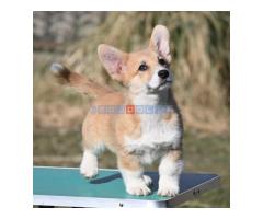 Velški korgi/Welsh Corgi Pembroke