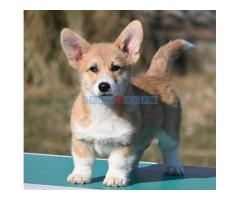 Velški korgi/Welsh Corgi Pembroke - Fotografija 4/5