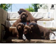 Labrador retriver štenci