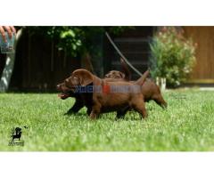 Labrador retriver štenci - Fotografija 5/5