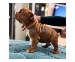 American bully micro size (exotic) stenci