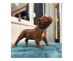 American bully micro size (exotic) stenci - Fotografija 4/6