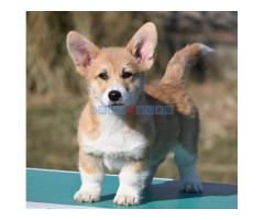 Velški korgi/Welsh Corgi Pembroke