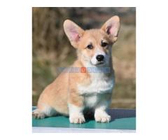 Velški korgi/Welsh Corgi Pembroke - Fotografija 4/5