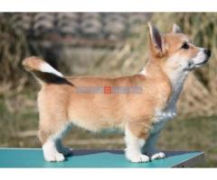 Velški korgi/Welsh Corgi Pembroke - Fotografija 5/5