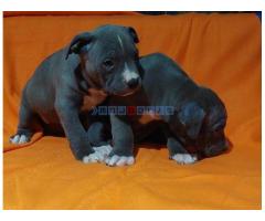 American bully XL