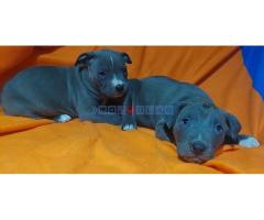 American bully XL