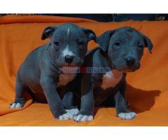 American bully XL