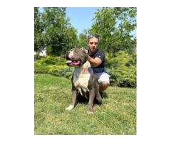 American bully XL - Fotografija 6/6