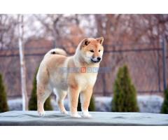 Shiba Inu - Fotografija 3/5