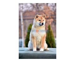 Shiba Inu - Fotografija 4/5