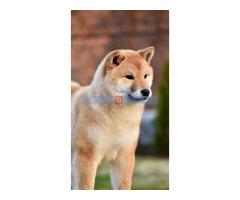 Shiba Inu - Fotografija 5/5