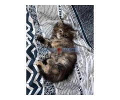 Maine coon mačići - Fotografija 3/6