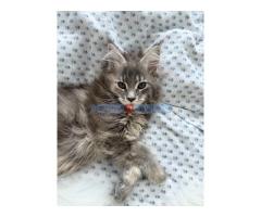 Maine coon mačići - Fotografija 4/6