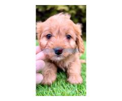 Cavapoo- kavapoo (cavalier + toy pudla) - Fotografija 1/4