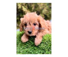 Cavapoo- kavapoo (cavalier + toy pudla)