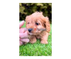 Cavapoo- kavapoo (cavalier + toy pudla) - Fotografija 3/4