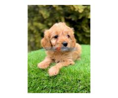 Cavapoo- kavapoo (cavalier + toy pudla) - Fotografija 4/4